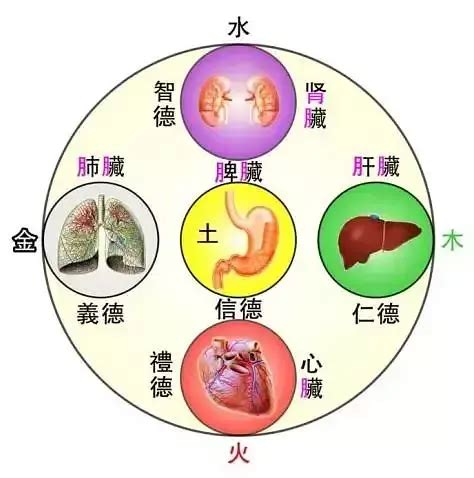 肝屬木|肝 (臟腑)